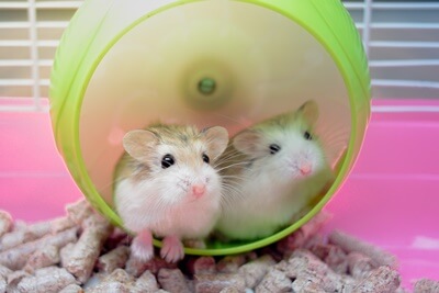 How Do Hamsters Get Sticky Eye?
