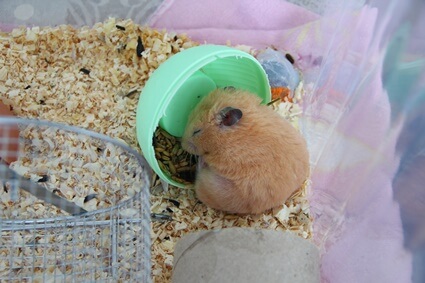 can hamsters die from sticky eye?