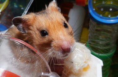 can hamsters recognize their names?