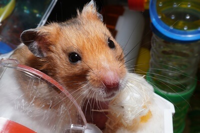 can hamsters recognize their names?
