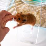 can you use vinegar to clean a hamster cage?