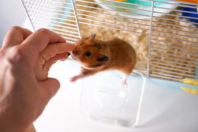 can you use vinegar to clean a hamster cage?