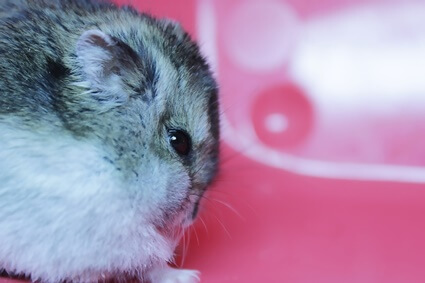 how do hamsters get parasites?