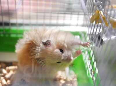 how do you know if a hamster is dehydrated?