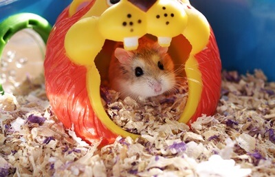 how to reduce stress in hamsters