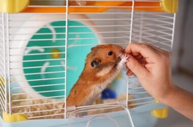 how to tell if a hamster is happy