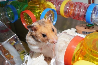 how to tell if your syrian hamster is getting old