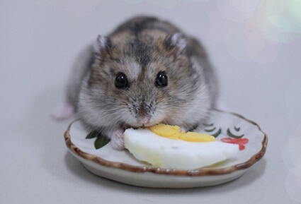 is egg good for hamsters?