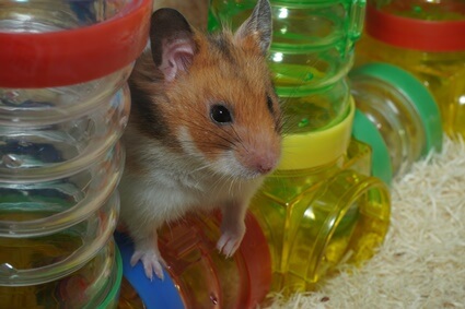 what do hamsters do when they are happy?