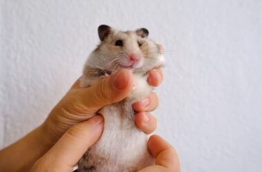 what does a hamsters cheek pouch look like?