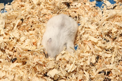 why do hamsters dig in corners?