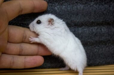 why do hamsters lick their owners?