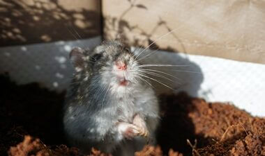 why do hamsters like to burrow?
