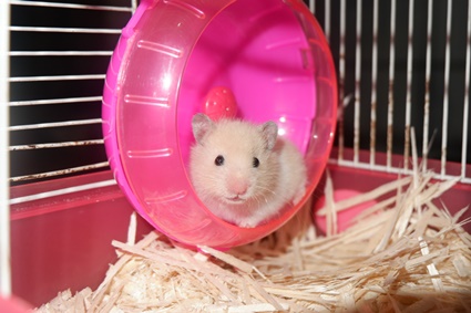 Are Hamsters Allergic To Anything?