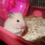hamster urinary tract infection symptoms