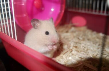 hamster urinary tract infection symptoms