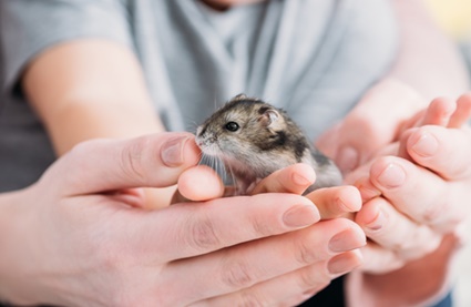 Why does my hamster nibble my fingers?
